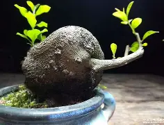 E仍I?\?€?壡?坨2疊?4配魻磃s酐c€lg曄縧崋-C?嶙熂霁忂].品f皘遜勉^溫佘衼U?~o荁%挽的简单介绍-九游在线入口